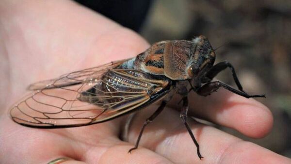 ¿Qué pasó de las cigarras?: especialista habla de dos hipótesis