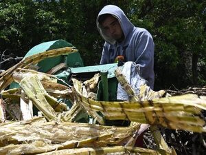 Tradicional mosto ayuda a amainar sacrificada caminata - Nacionales - ABC Color