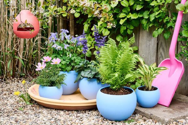 Cinco plantas repelentes de mosquitos