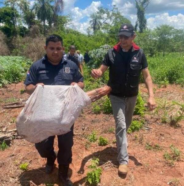¡Insólito!: Recuperan vaca ro'o producto de abigeato, he'i