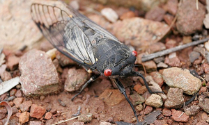 ¿Qué ocurre con las cigarras?: Experto habla de dos hipótesis - OviedoPress