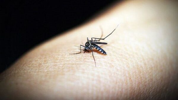 Malaria causó 619.000 muertes en 2021, 8% más que antes del Covid
