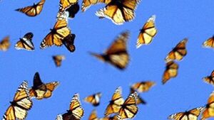 Mariposas migratorias tienen mayor diversidad genética, según estudio