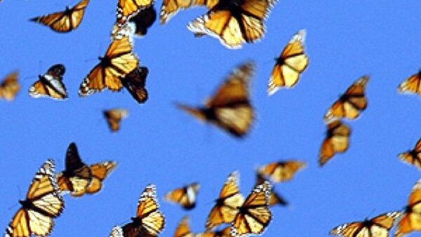 Mariposas migratorias tienen mayor diversidad genética, según estudio