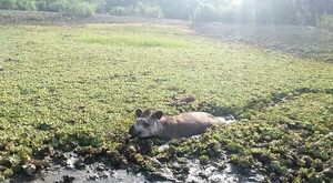 Video de un desesperado mborevi muestra la cruda sequía en el Chaco - Nacionales - ABC Color