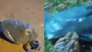 Metieron a un sapo vivo en una bolsa y lo tiraron a la ruta