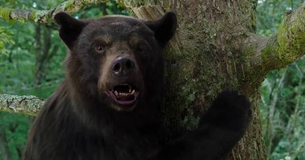 La Nación / La alocada historia que inspira a la película del Oso de la Cocaína