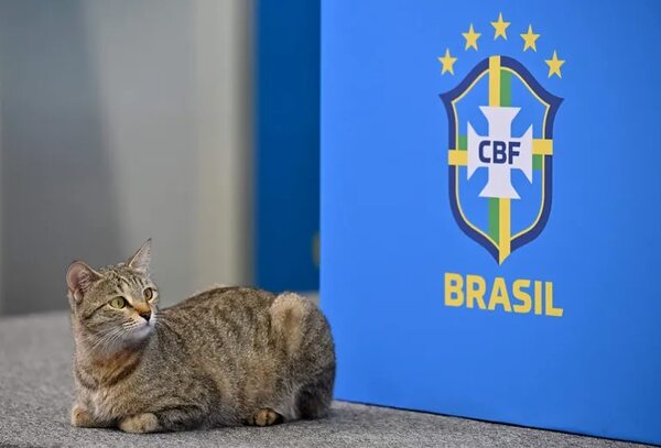 Brasil fuera de Qatar 2022: ¿ fue el karma del gato? - Mascotas - ABC Color
