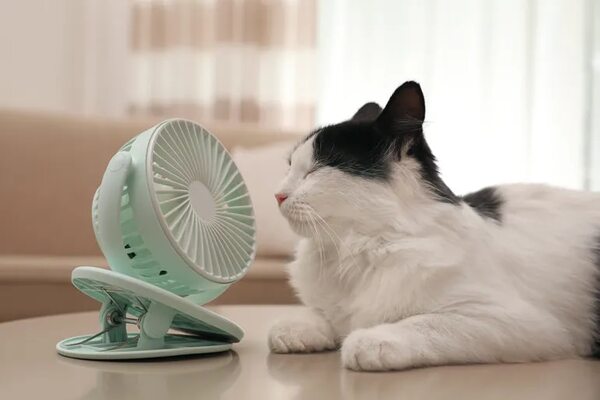 ¿Cómo se mide el calor en Paraguay? - Nacionales - ABC Color