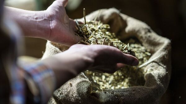 La yerba mate, principal recurso de Paraguay