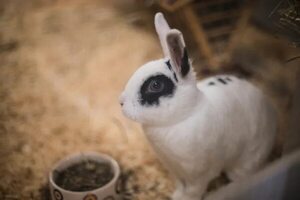 ¿Un conejo como mascota? Consejos para padres - Mascotas - ABC Color