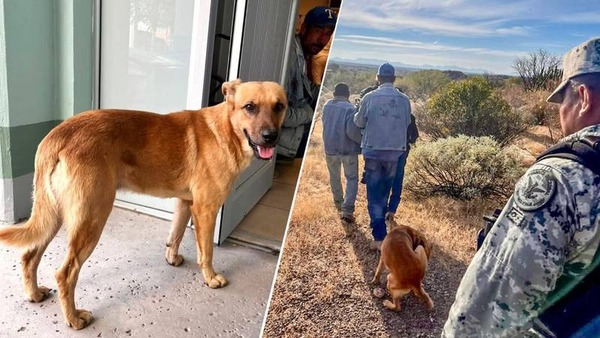 "Palomo", el perrito que encontró a su dueño de 84 años que estaba desaparecido - Megacadena — Últimas Noticias de Paraguay
