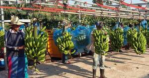 La Nación / Sobreoferta de banana incide en bajos precios a productores
