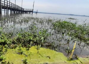 Aparecen cianobacterias en las orillas del lago en San Bernardino - Nacionales - ABC Color