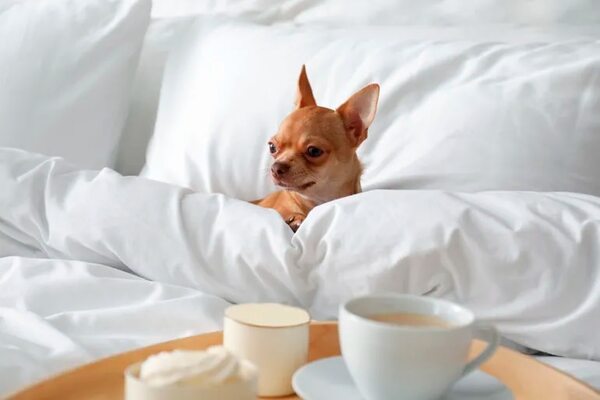 ¿Tu mascota en un hotel? - Mascotas - ABC Color
