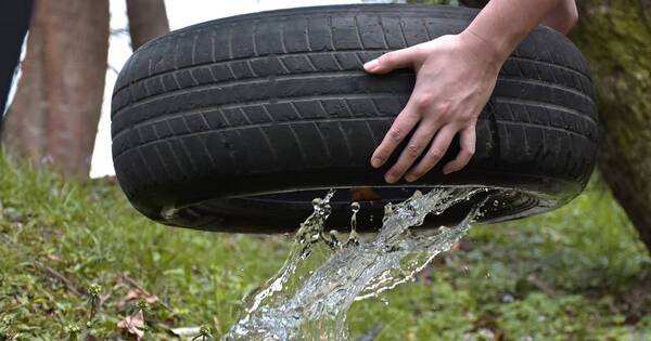 La Nación / Ante lluvias de verano, brindan recomendaciones para evita la proliferación de mosquitos