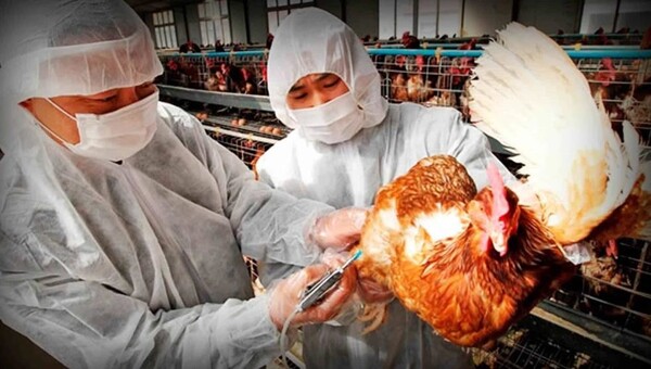 FAO activa protocolos de coordinación y respuesta ante casos de gripe aviar