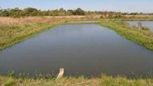 Niña de 3 años es encontrada ahogada en una pileta de peces