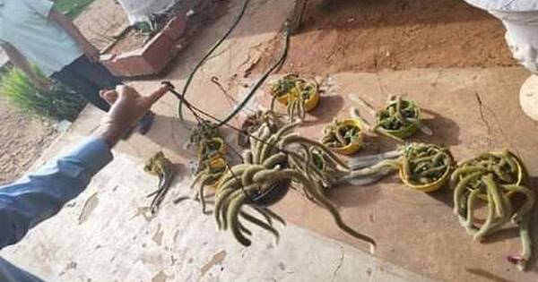 La Nación / Ni las plantas se salvan: hombre fue detenido tras robar 13 tunas exóticas de un vivero