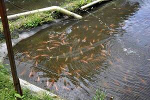 Peque de 3 añitos muere ahogada en pileta donde se cría peces