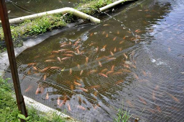 Peque de 3 añitos muere ahogada en pileta donde se cría peces