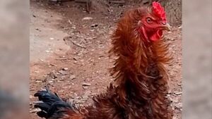 Buscó una familia para su gallo "Piña" y le llovieron las ofertas