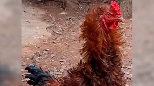 Buscó una familia para su gallo "Piña" y le llovieron las ofertas