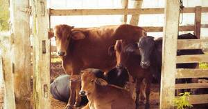 La Nación / En Uruguay destacan histórica exportación de carne bovina paraguaya