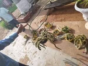 Ni los viveros se salvan. Pillan a hombre robando ‘la cola del mono’