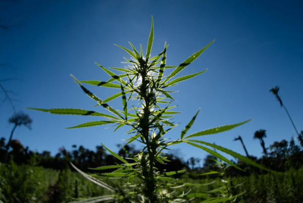 ¿Qué plantea el nuevo proyecto de ley para regular el uso del cannabis en Paraguay? - El Independiente