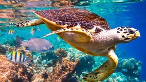 Un 28% de las especies amenazadas está en peligro de extinción