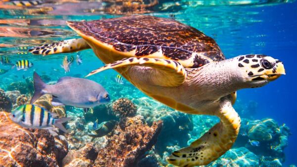 Un 28% de las especies amenazadas está en peligro de extinción