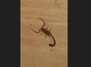 Con el aumento de temperatura ¡nos invaden los alacranes!