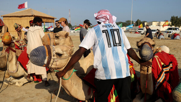 Diario HOY | 'Gripe del camello' en el Mundial de Qatar: ¿Qué se sabe de la enfermedad?