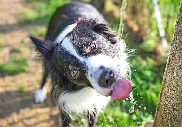 Diez consejos para proteger a nuestras mascotas de las altas temperaturas - Mascotas - ABC Color