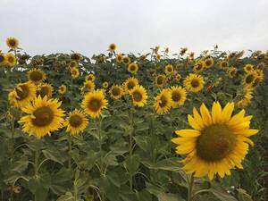 Cultivo de girasol está en etapa de maduración y con buen desarrollo - La Clave