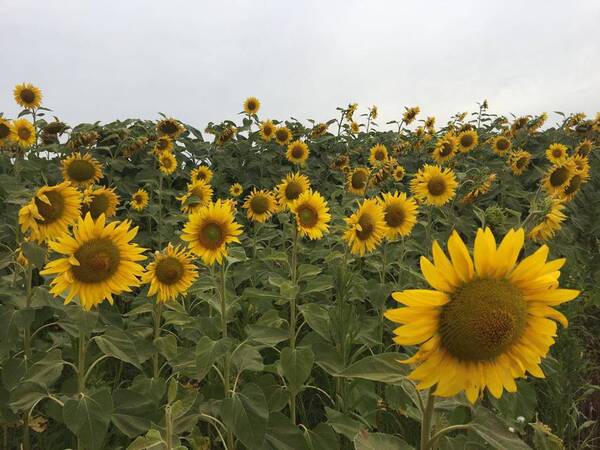 Cultivo de girasol está en etapa de maduración y con buen desarrollo - La Clave