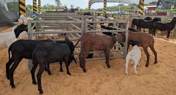Se realizó la Expo Cordero Misionero 2022
