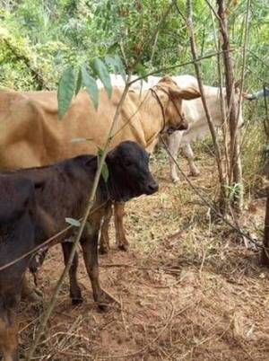 Golpe a abigeos: Recuperan tres vaquitas que se libraron de ser asado