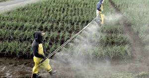 La Nación / Decisión de importación de fertilizantes fue afectada por conflictos bélicos, afirma Capeco