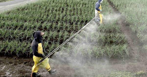 La Nación / Decisión de importación de fertilizantes fue afectada por conflictos bélicos, afirma Capeco
