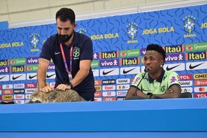 Caso Michi del Mundial Qatar 2022: ¿Cuál es la forma correcta de manejar y sujetar a un gato? - Mascotas - ABC Color