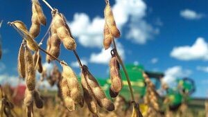 El calor extremo empieza a impactar en los cultivos de verano | Agronegocios | 5Días