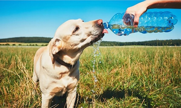 La alimentación de los perros en verano | Telefuturo