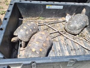 Roban 21 tortugas del Refugio Urutaú en el Chaco - Noticias del Chaco - ABC Color