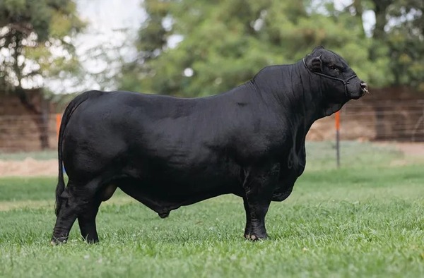 ¡El mejor toro Brangus del mundo es de Paraguay! - Unicanal