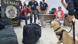 Can detectó cocaína impregnada en toallas en aeropuerto