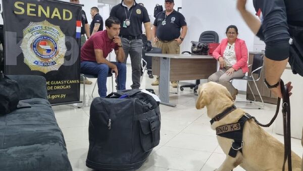 Can detectó cocaína impregnada en toallas en aeropuerto