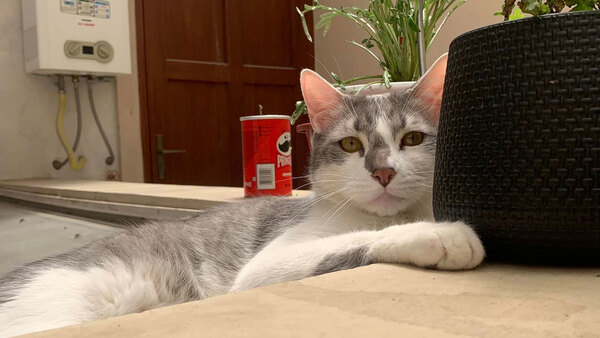 Diario HOY | "Tito", un gato extraviado en aeropuerto que moviliza a autoridades de Bolivia
