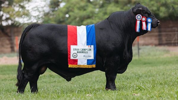 Toro paraguayo es escogido como el mejor Brangus del mundo